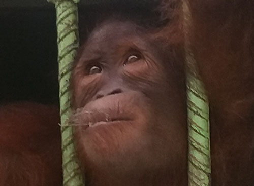 Four Orangutans in Sumatra Still Suffering, MoEF Deft to NGO Calls (July 28, 2016)